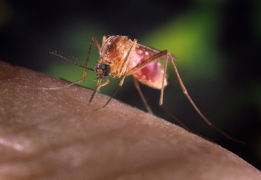 Znano o neznanem: Zakaj s(m)o nekateri »magnet« za komarje?