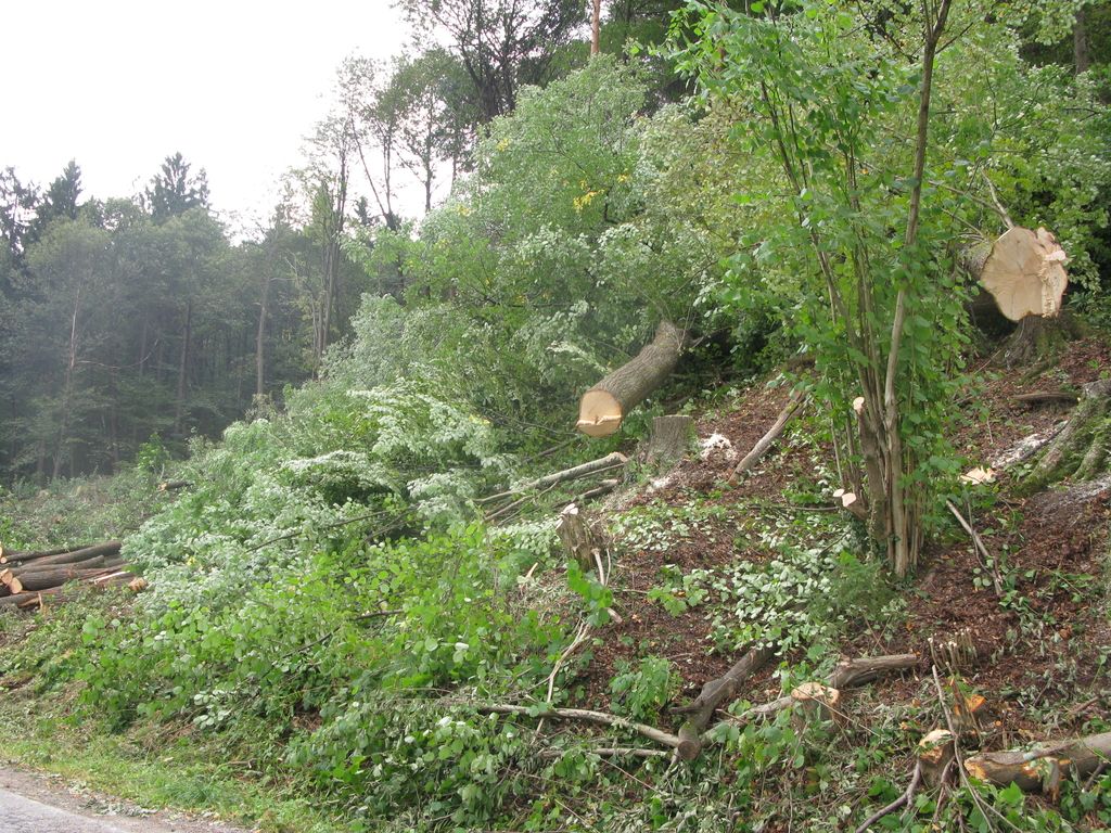 Posek skoraj tristo dreves v Mostecu je bil nujen