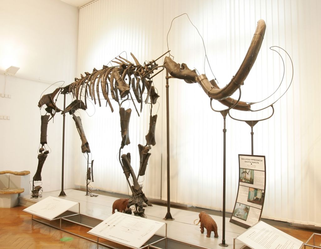 Tri četrt stoletja od najdbe mamuta iz Nevelj