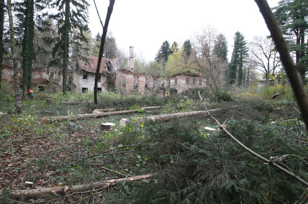 Karner na Viču začel izsekavati gozd