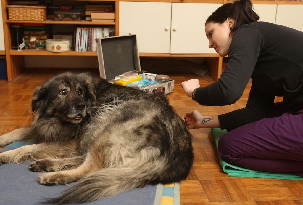 Terapije za domače živali: Akupunkturne igle za zelo posebne paciente
