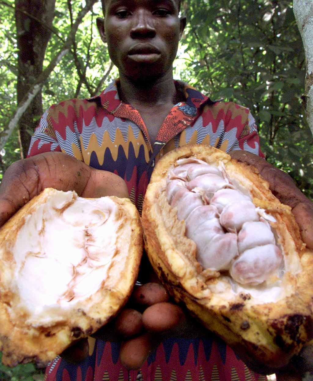 Ebola zvišuje cene kakava