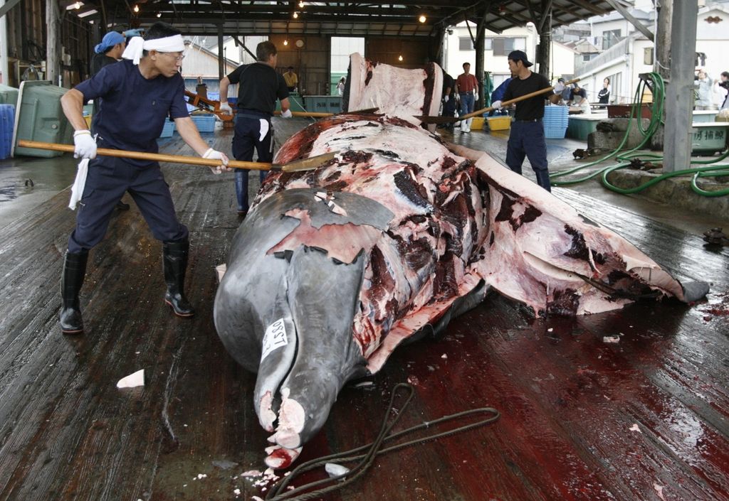 Japonska bo nadaljevala s kitolovom pri Antarktiki