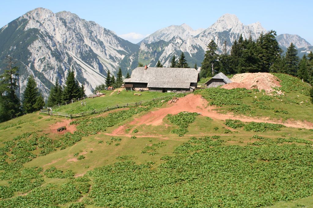 Na planini Korošica ročno odstranjevali alpsko kislico