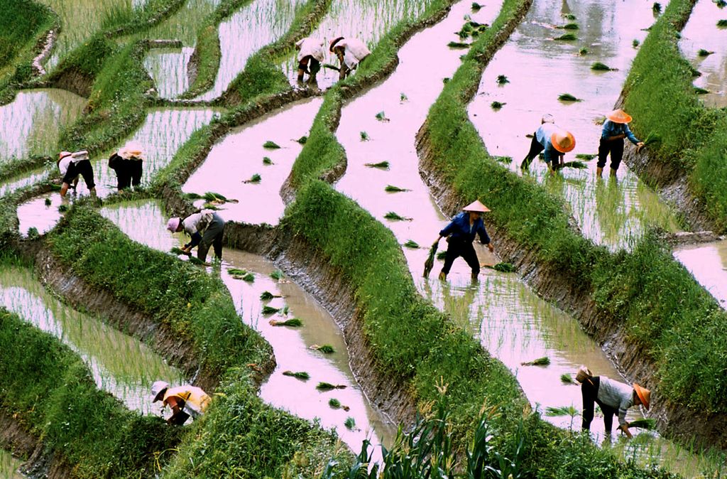Pismo iz Pekinga: Lojalnost riža in inovativnost pšenice