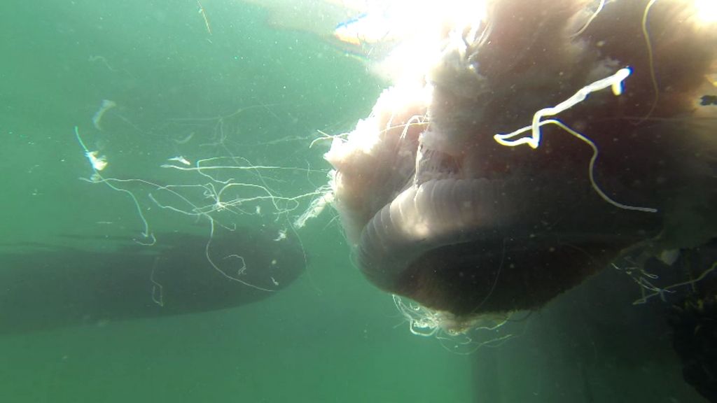 Prva pekoča meduza velikanka v Tržaškem zalivu