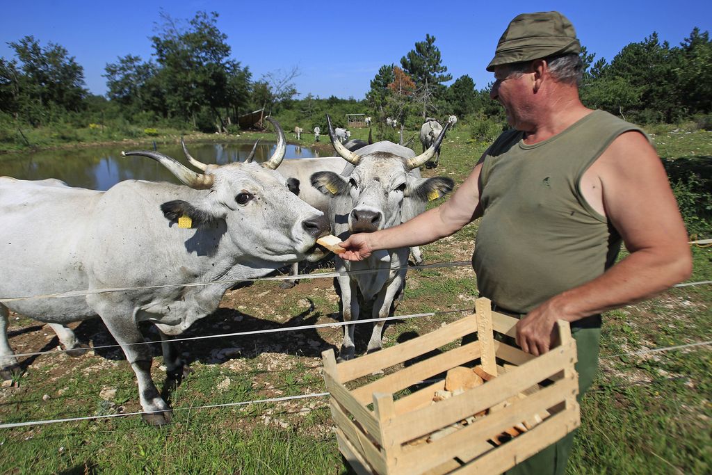 Istrske sivke se vračajo na slovenske pašnike