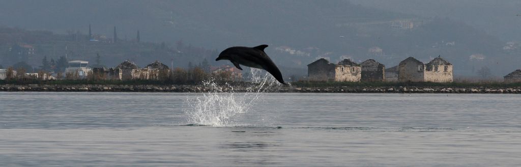 Dan delfinov: &raquo;Ribe&laquo; s člove&scaron;kim videzom in slavnim nasmehom