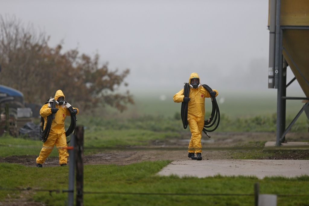 Na Nizozemskem še eno žarišče ptičje gripe