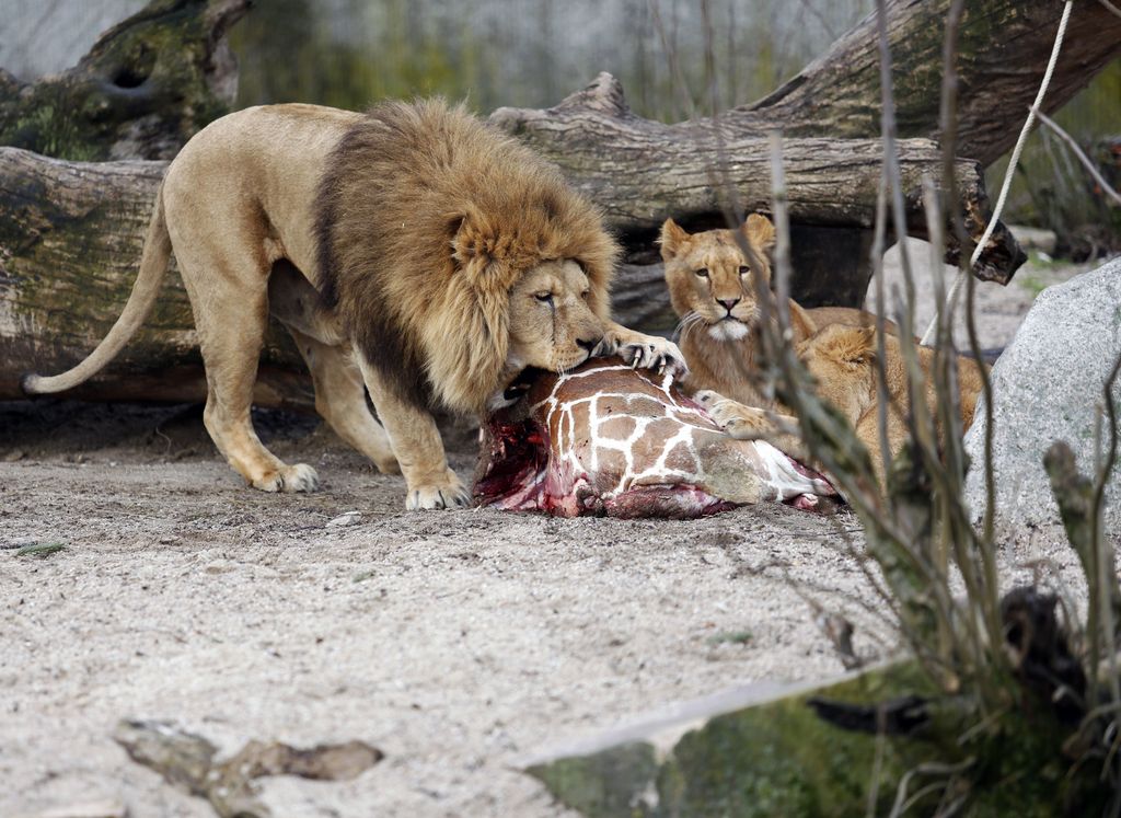 Drznega obiskovalca barcelonskega Zoo hudo ranili levi