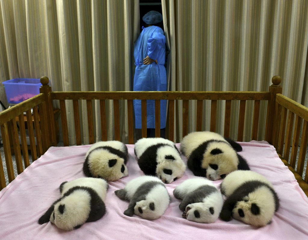 Populacija orjaških divjih pand občutno narasla