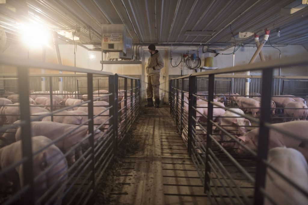 Živalska superbakterija MRSA tudi v mesu v supermarketih