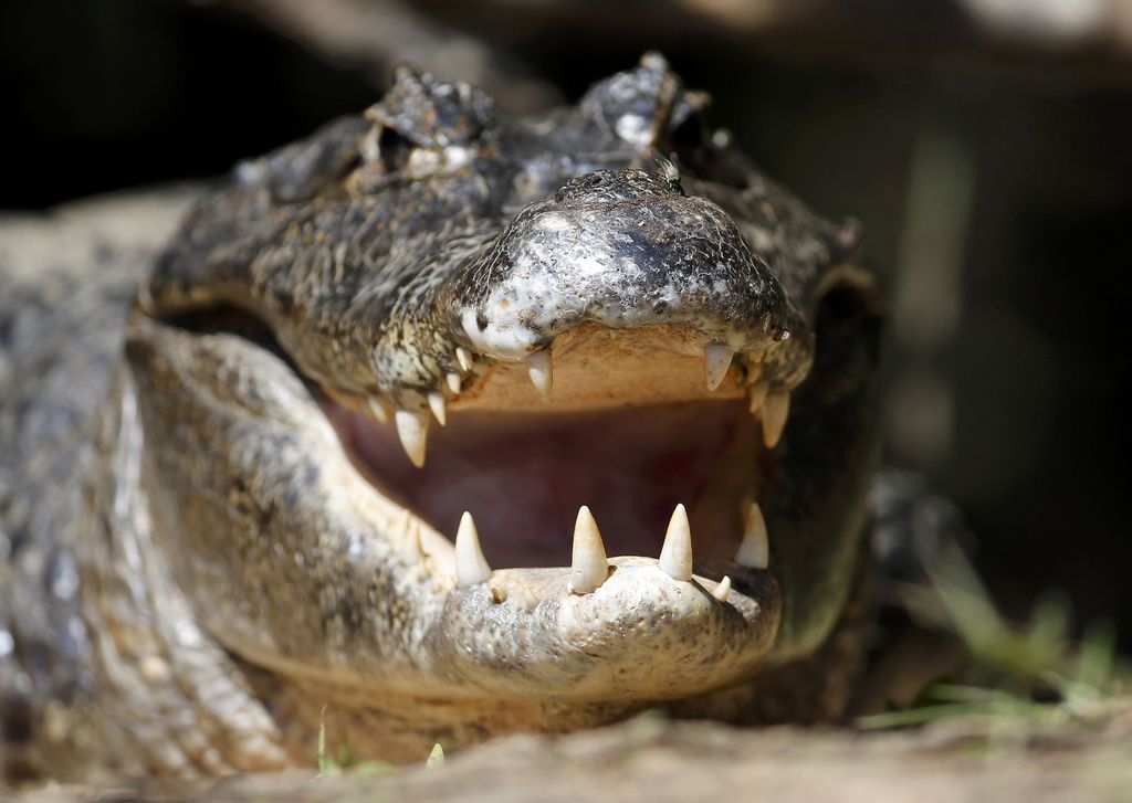 Vlomilca, ki se je skril v jezero, ubil aligator