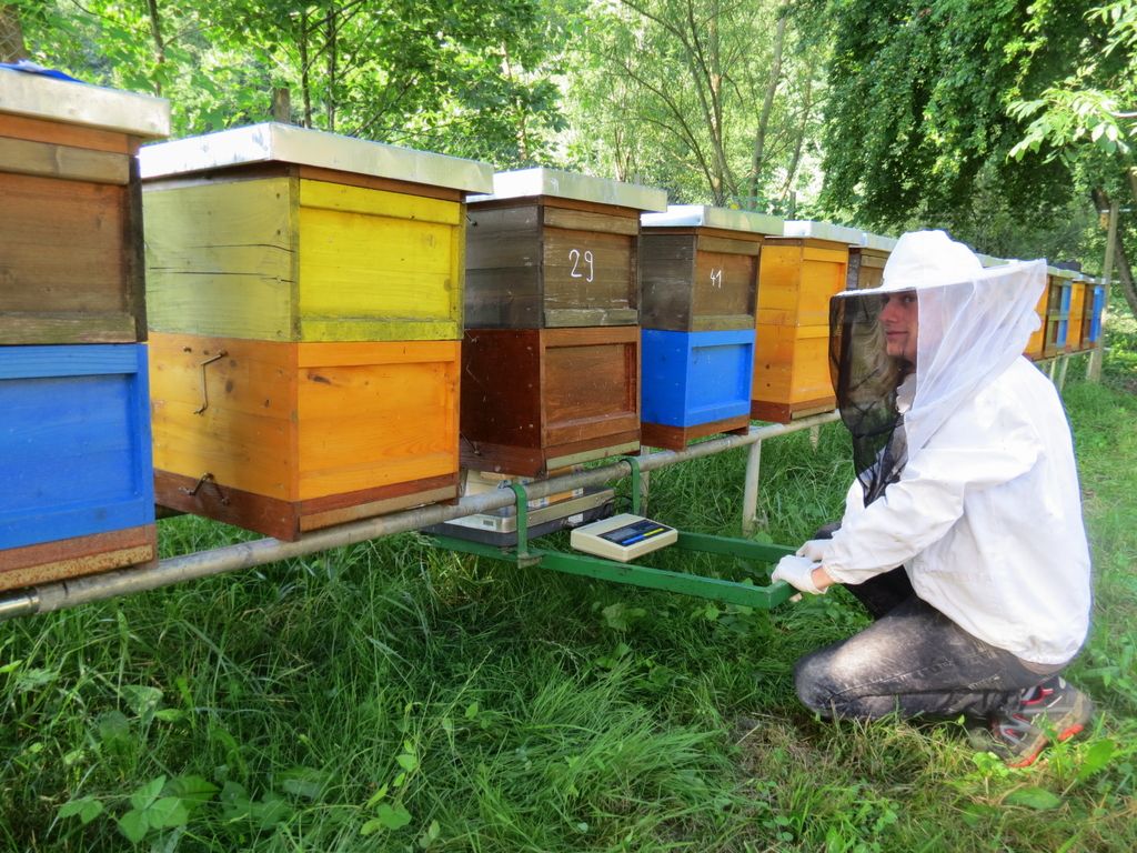 Vroči panj rešuje življenja čebeljih družin