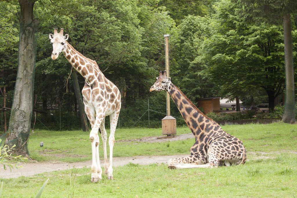 Kabinet čudes: Žirafe v ZOO Ljubljana spijo manj kot dve uri