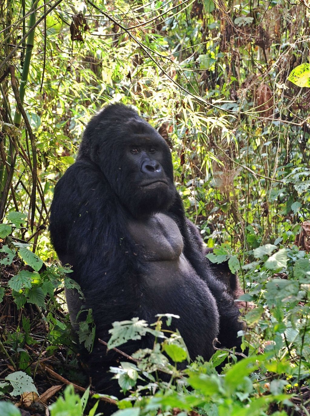 Gorile, ne gverilci, pripomorejo k razvoju turizma