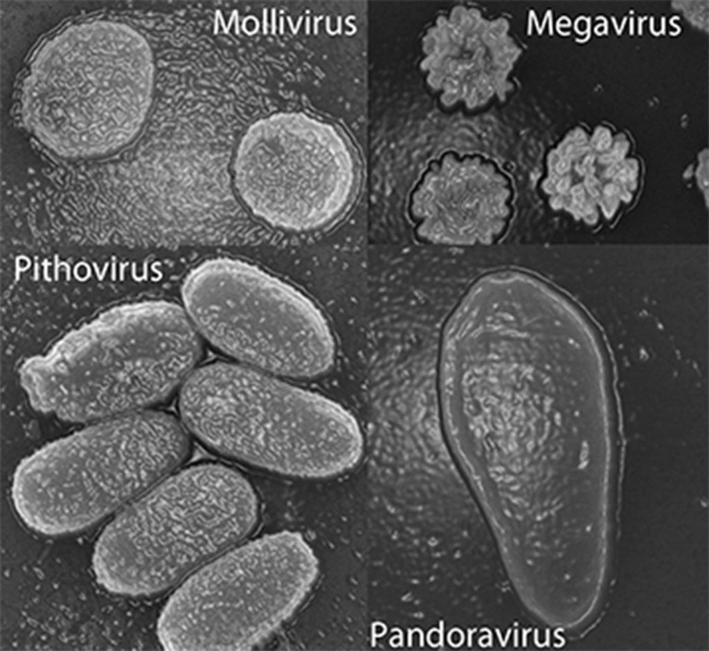 Oživili že drugi gigantski virus iz permafrosta