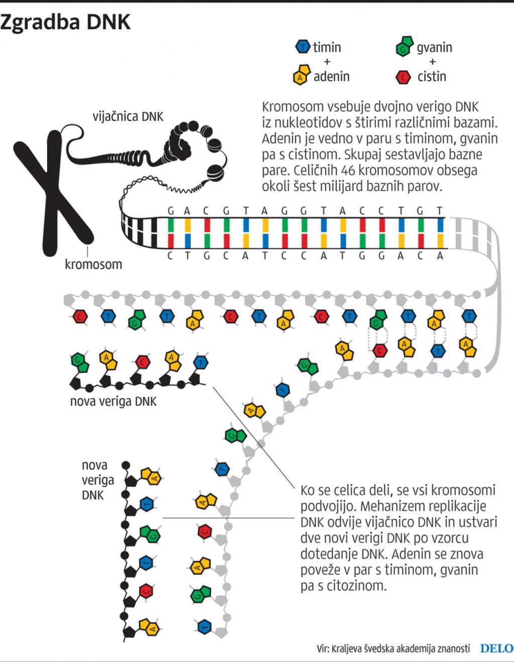 Kako se ohranja čudež življenja, zajet v molekuli DNK