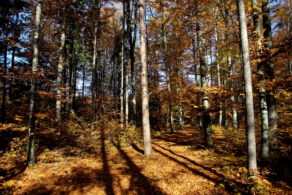 Deloindom: Slovenski gozdovi evropski rekorderji v absorpciji CO2