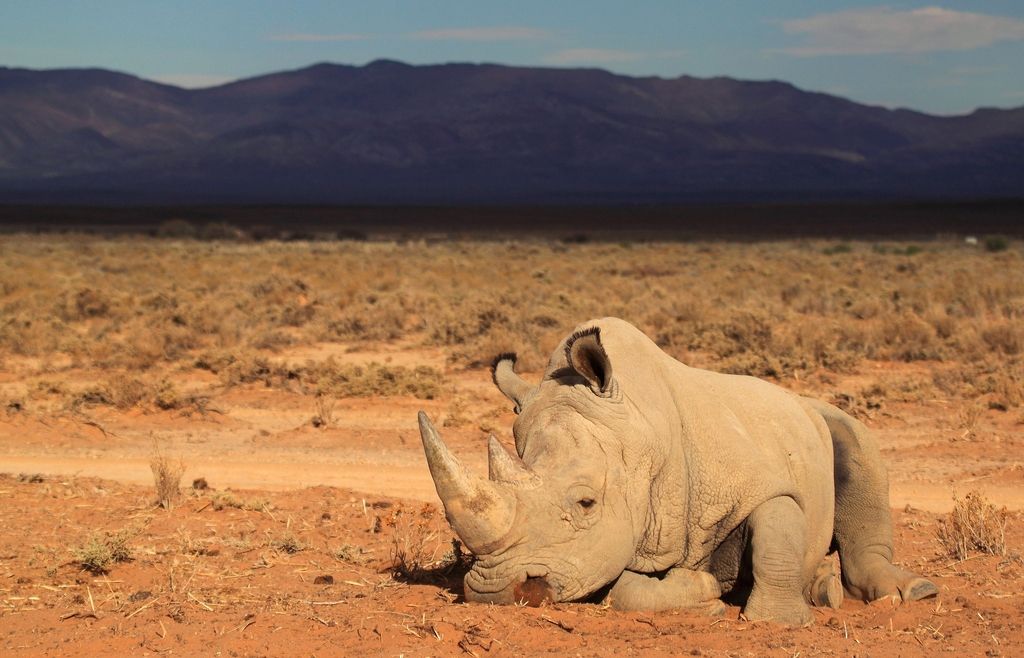 Južna Afrika legalizirala trgovino z nosorogovimi rogovi