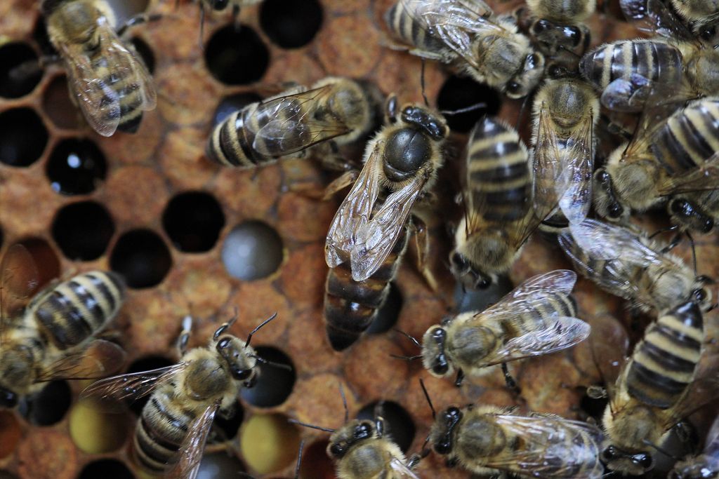 Deloindom: Zakaj je treba zdraviti čebele