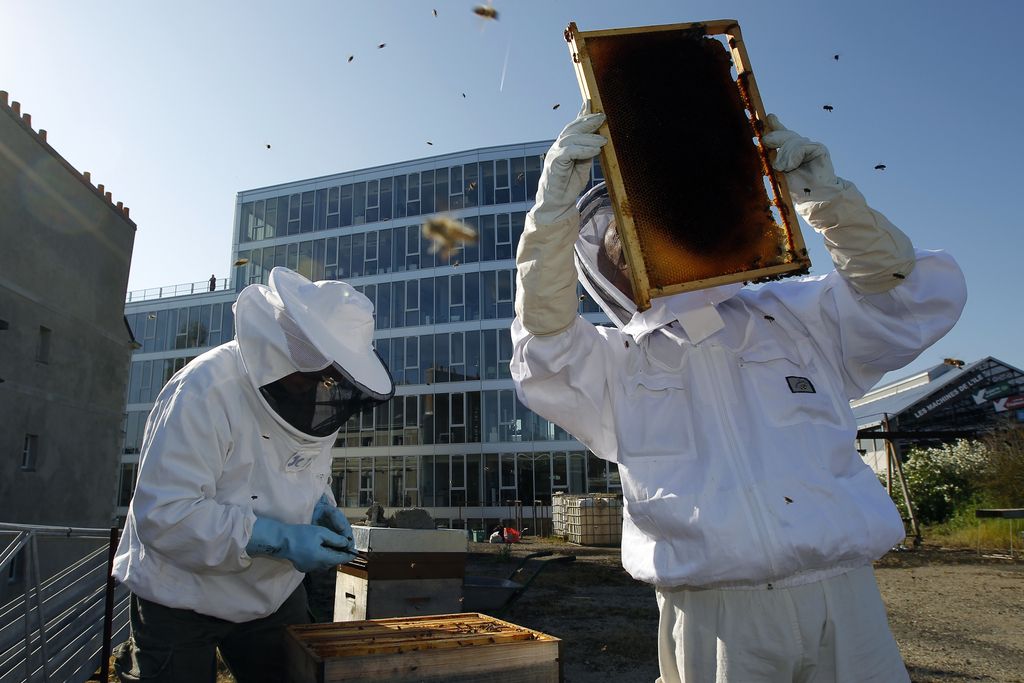Urbanega čebelarstva niso izumili hipsterji
