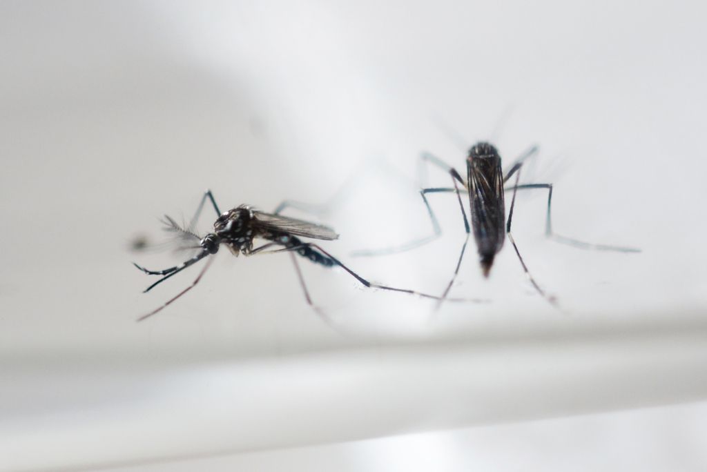 V Sloveniji okuženih z virusom zika še ni bilo
