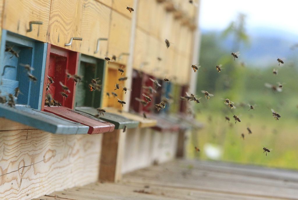Anketa Dela: Ljudje še vedno zaupajo v kakovost slovenskega medu