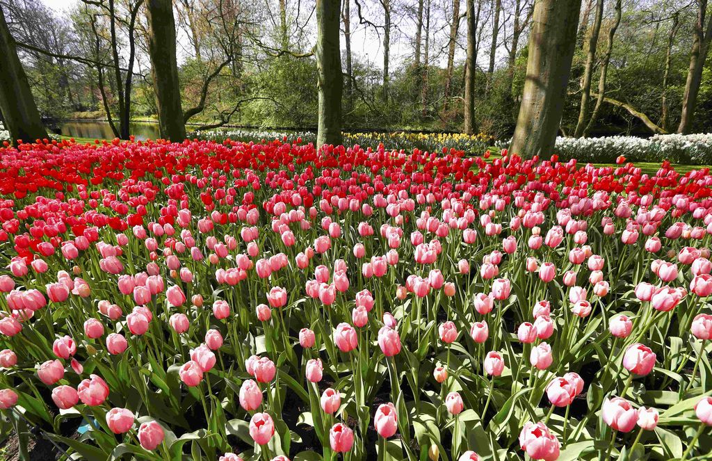 Med preproge tulipanov na Nizozemskem, cvetoče češnje na Japonskem