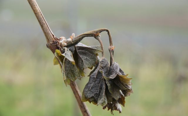 jpo-Pozeba v vinogradih