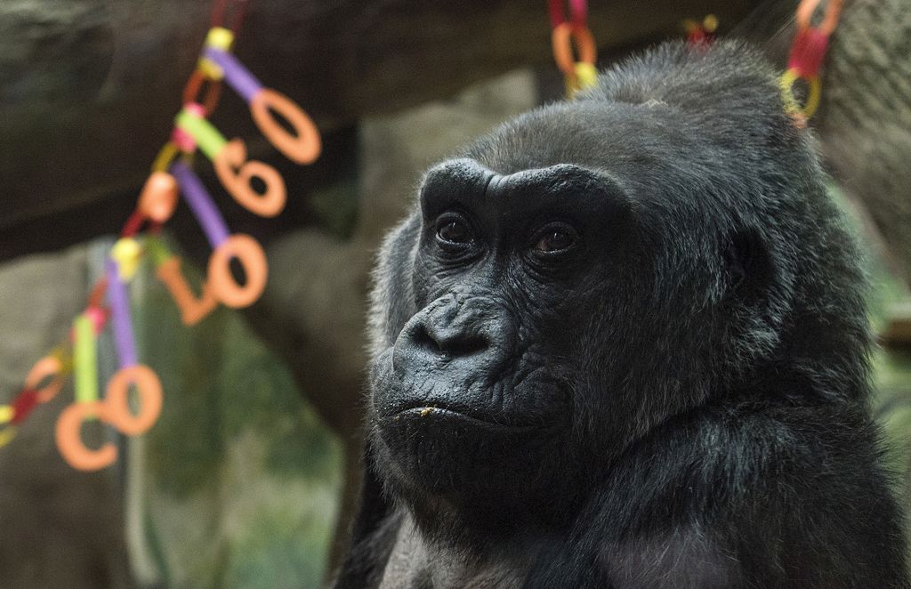 Smrt najstarejše gorile v ujetništvu