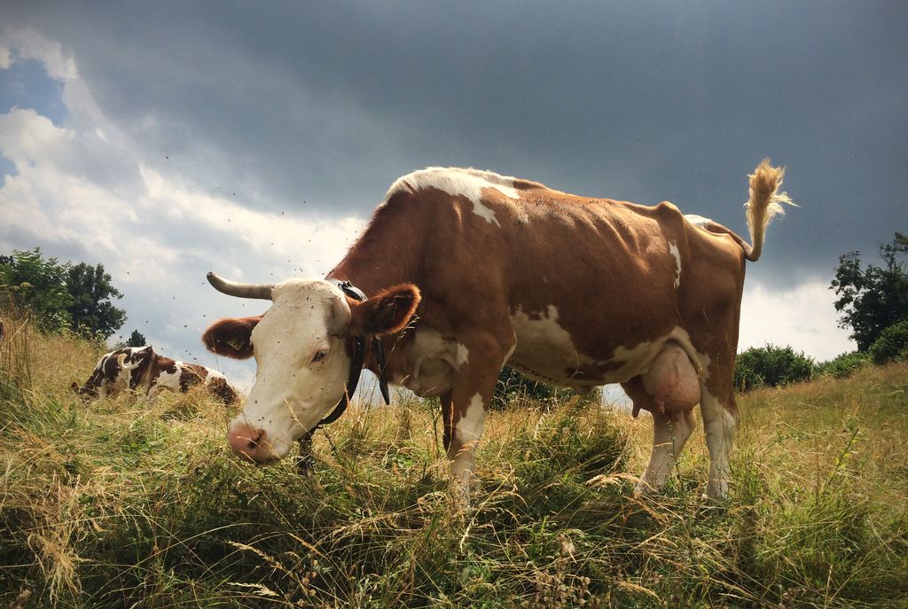 Zakaj kravje mleko ni dobro samo za teličke