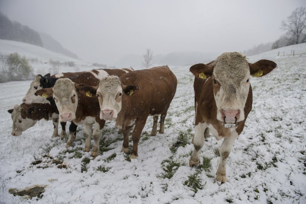 Obilno sneženje v Avstriji, v Švici rekordno nizke temperature
