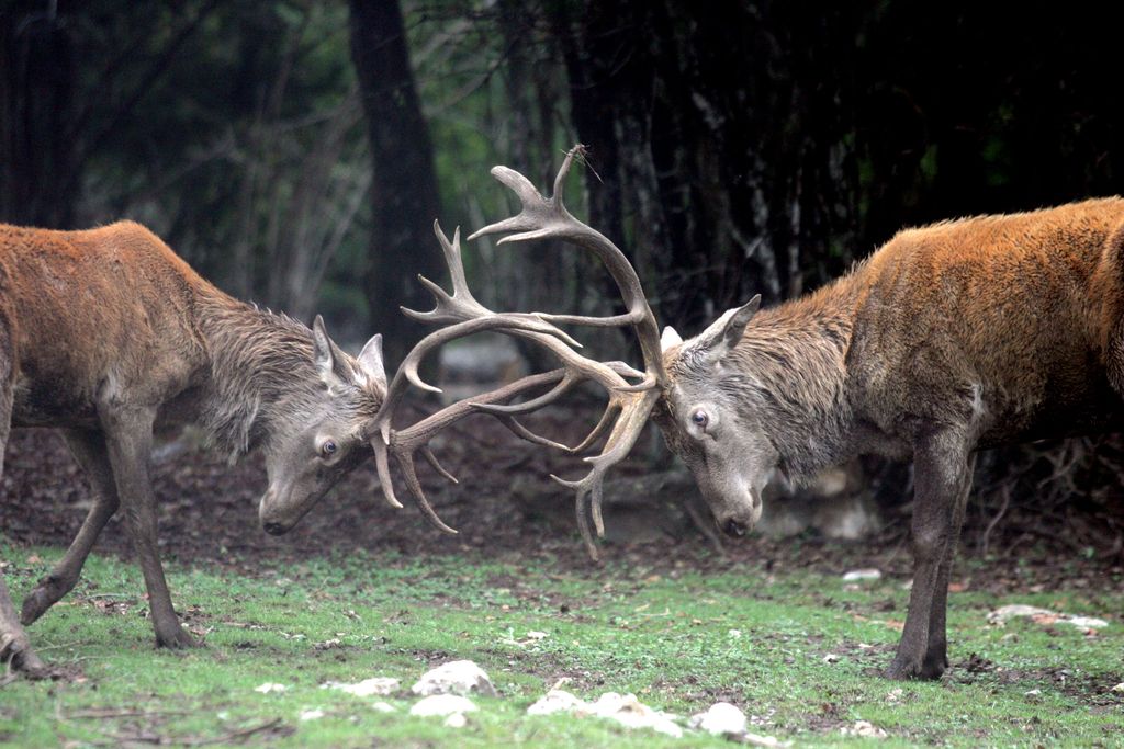 O slovenskem gozdu, jelenjadi  in lovcih