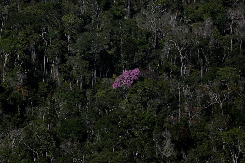 Zelena luč rudarjenju na območju Amazonije