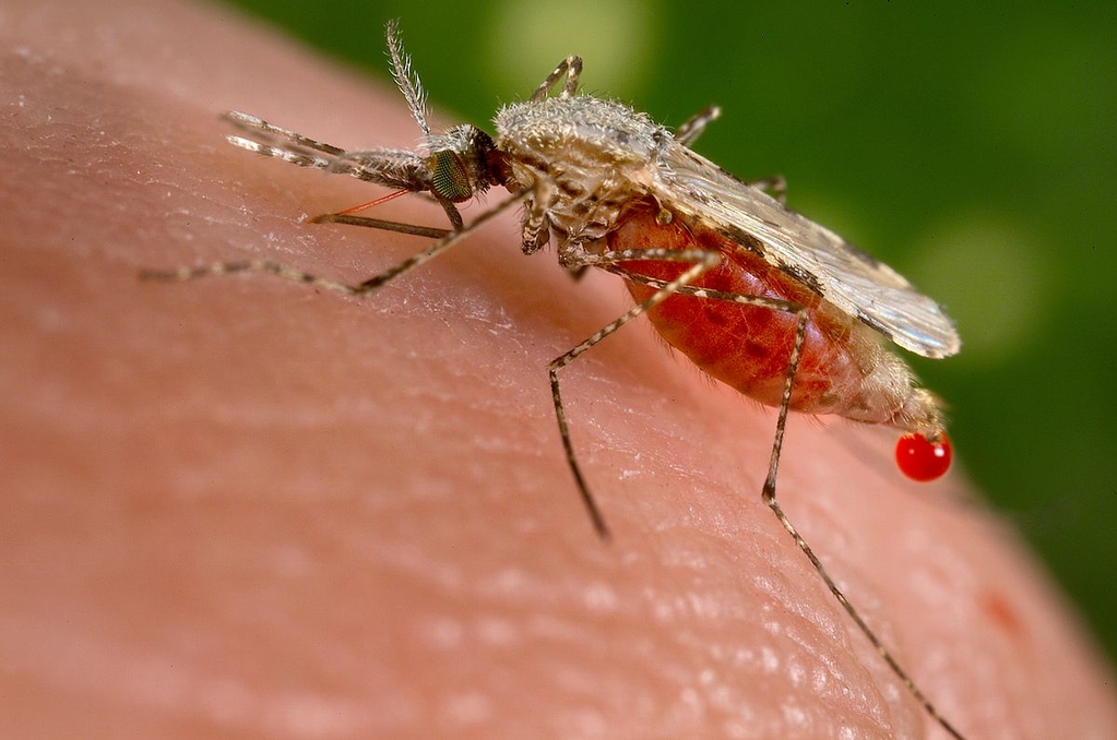 La malaria sta tornando in Europa?