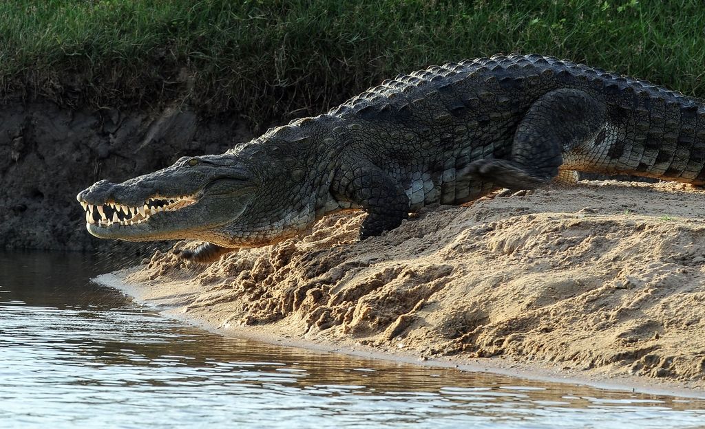 Na Šrilanki krokodil ubil britanskega novinarja