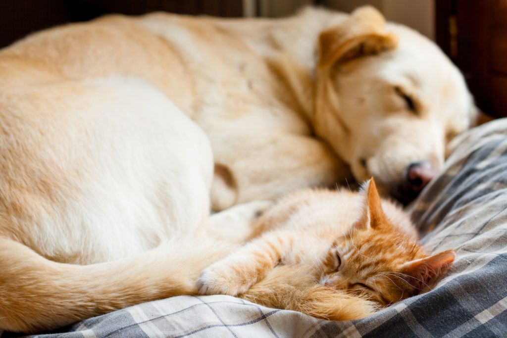 Deloindom: Eterična olja škodujejo mačkam in psom