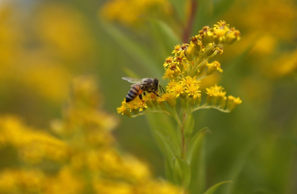 Nov dokaz, da pesticidi morijo čebele