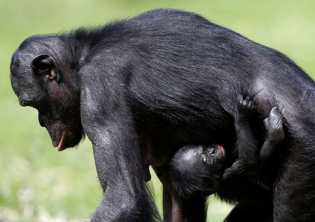 Prijazni kot bonobi in nasilni kot šimpanzi