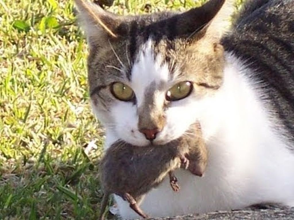 Deloindom: Zakaj vam mačke prinašajo mrtve miši in ptiče?
