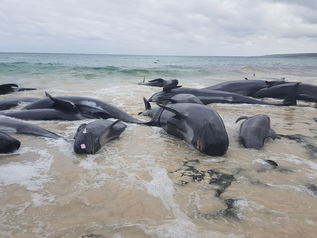 Na avstralski obali nasedlo in poginilo več kot 130 kitov