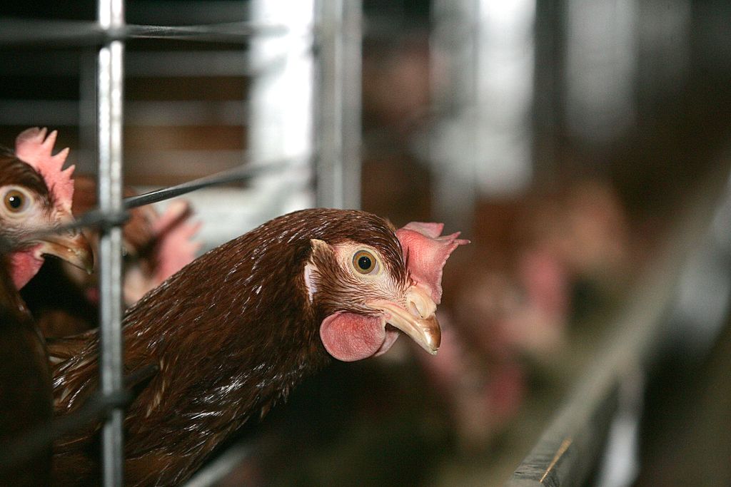 Peticija za ukinitev baterijske reje kokoši nesnic