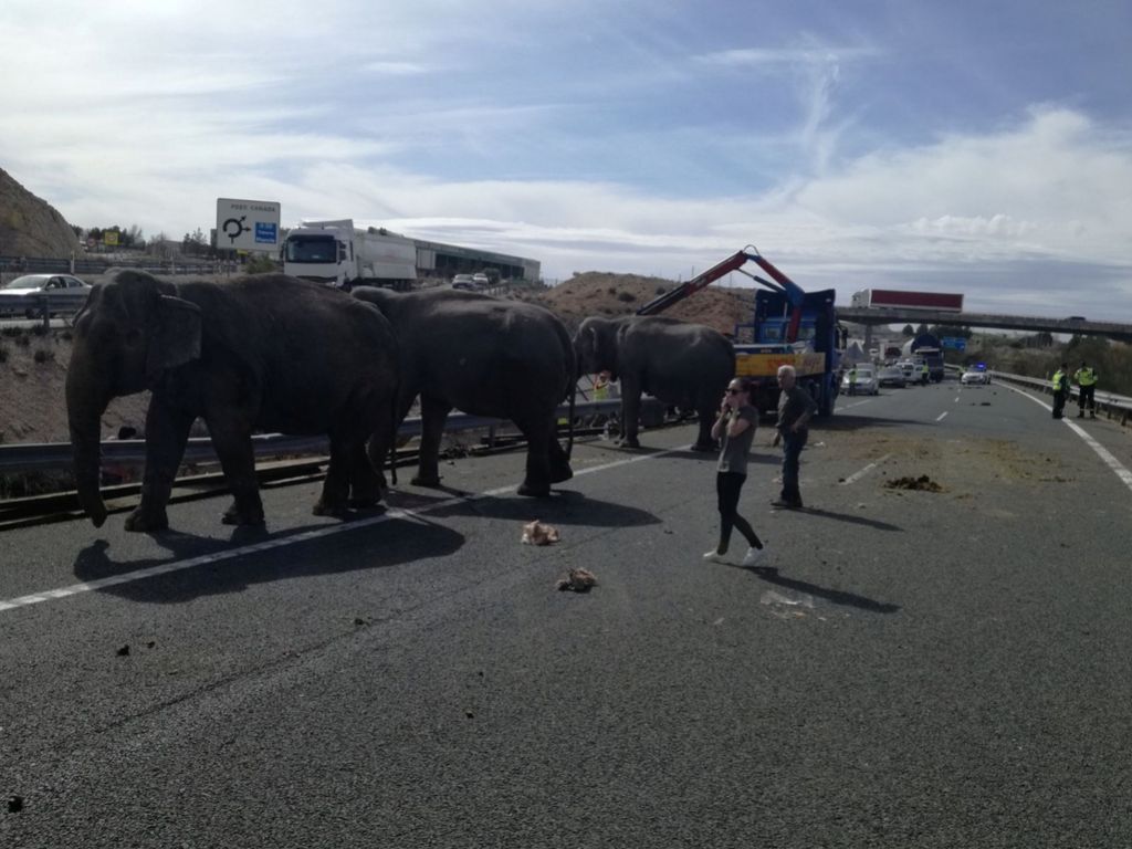 Pobegli sloni na španski avtocesti