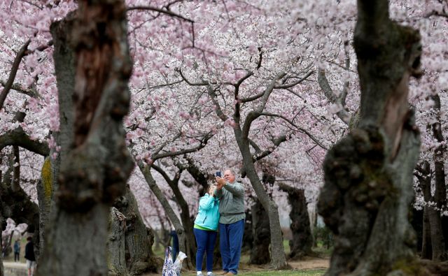 SPRING-CHERRYBLOSSOMS/WASHINGTON