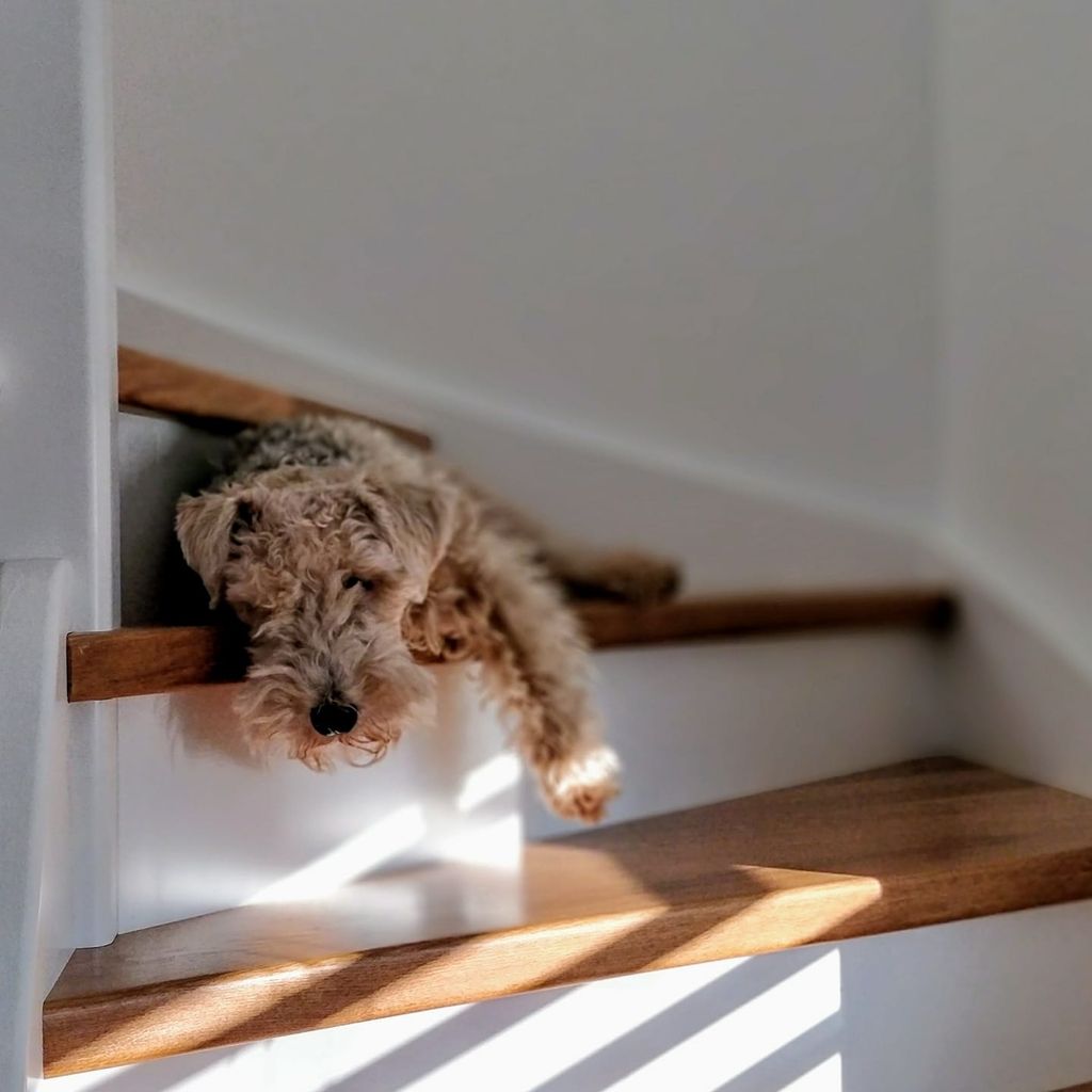 Deloindom: 8 nasvetov za čistejšo hišo s psom