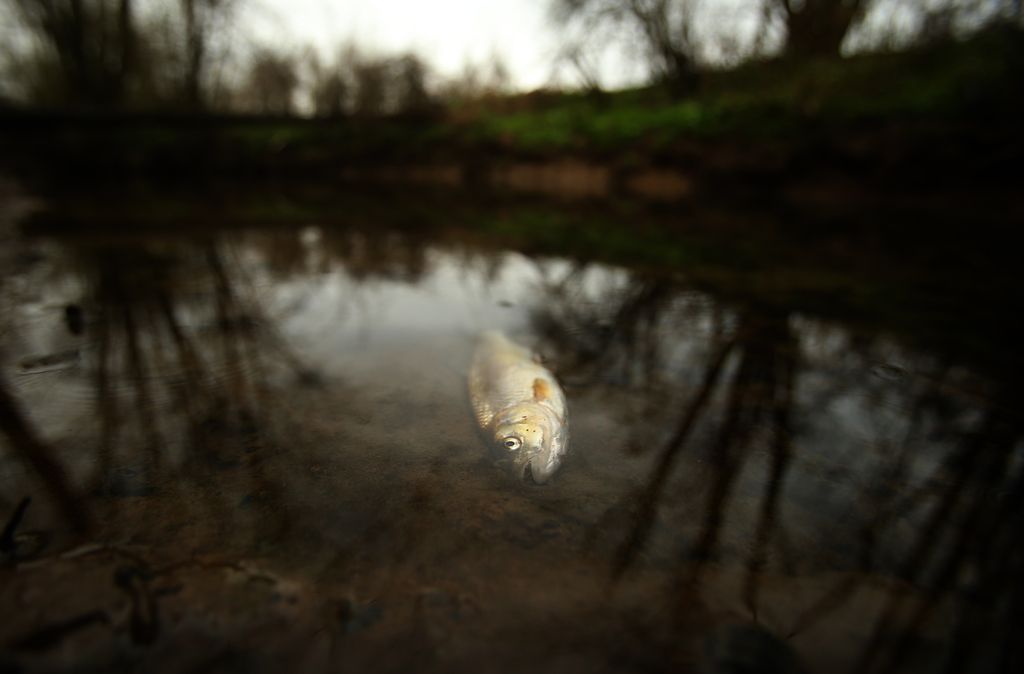 Ribe v Tojnici pomoril izliv še neznane snovi