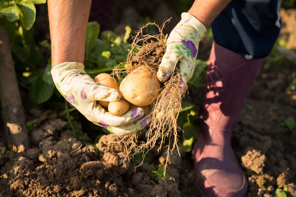 Deloindom: Vrtna svetovalnica: S krompirjem ne prehitevamo