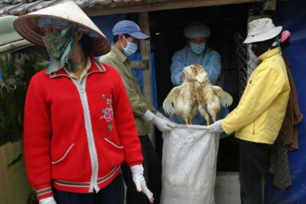 Perutnina ob Mekongu okužena s ptičjo gripo