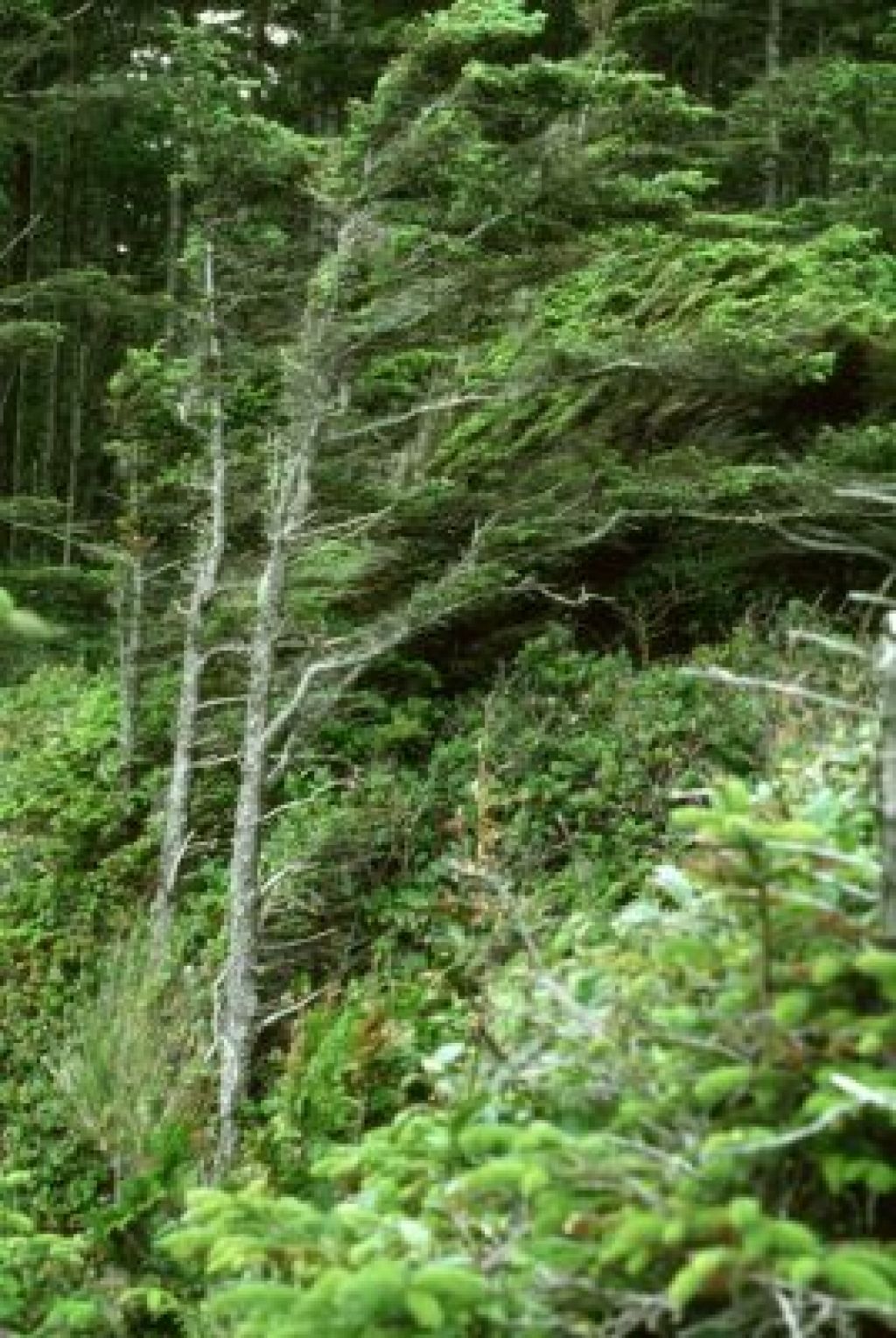 Veter odna&scaron;al strehe